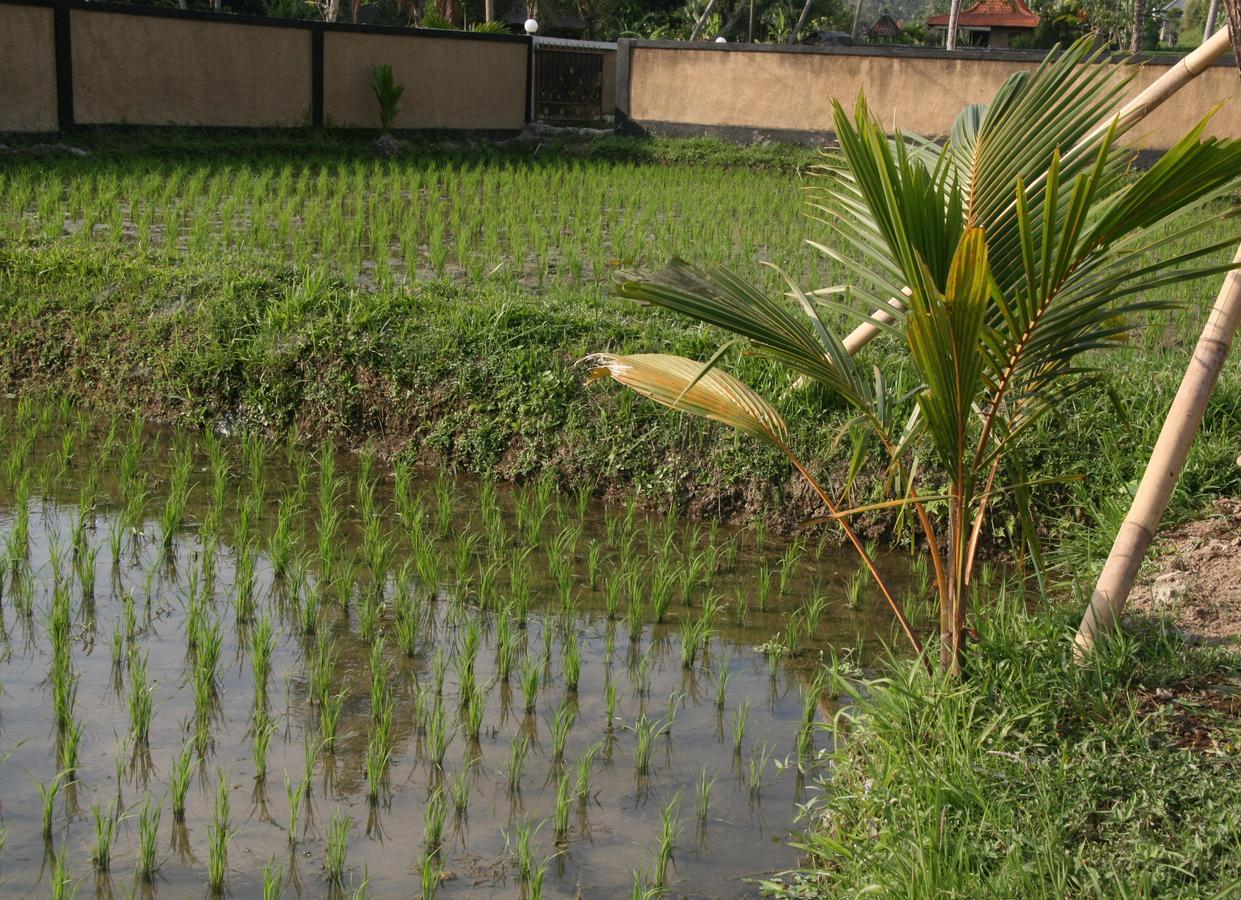 Mesari Hotel Ubud Exterior photo